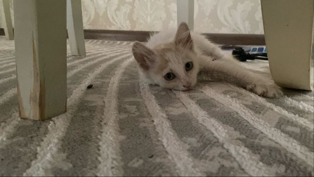 отдам бесплатно в хорошие руки