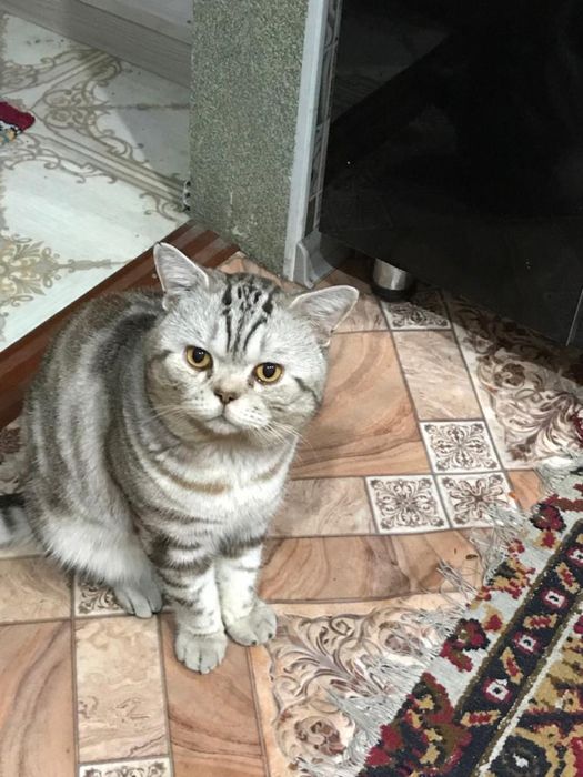 Жених ищет невесту