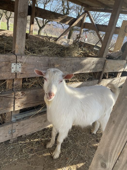 Vând capra+țap Saanen – blânde și bine întreținute