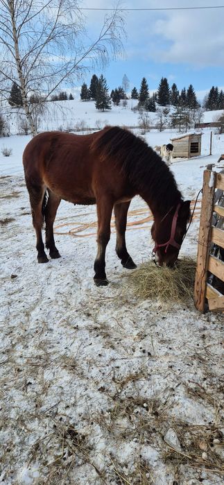 Mânz de un an jumate