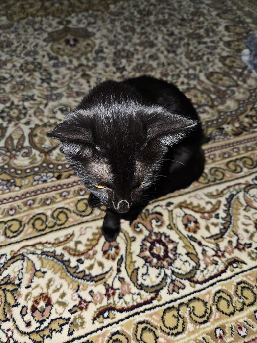 Кошка нет готика