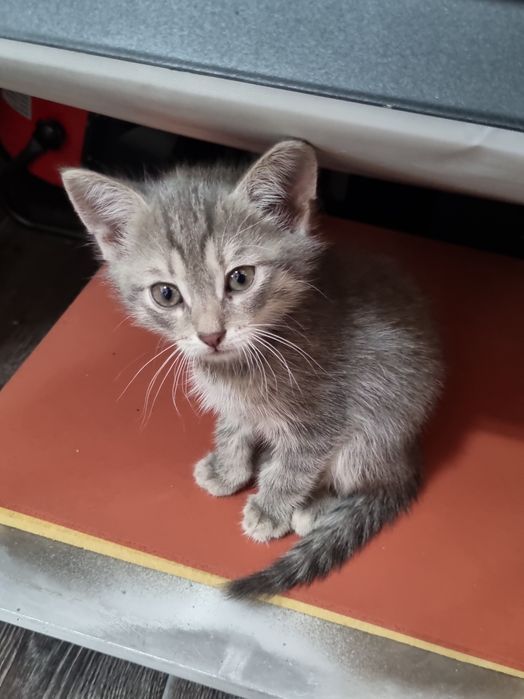 Отдам в добрые руки котенка