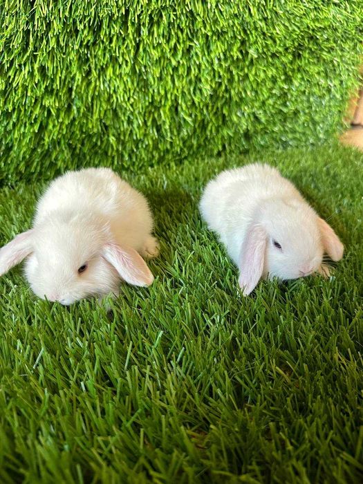 Кролики Kroliki, Quyonlar sotiladi Zotli quyonlar