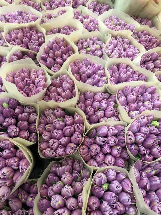 Тюльпаны Оптом Беларусь Голландия