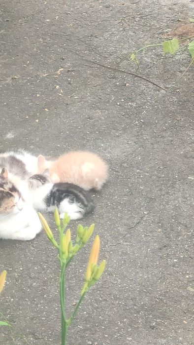 Котята в добрые руки!