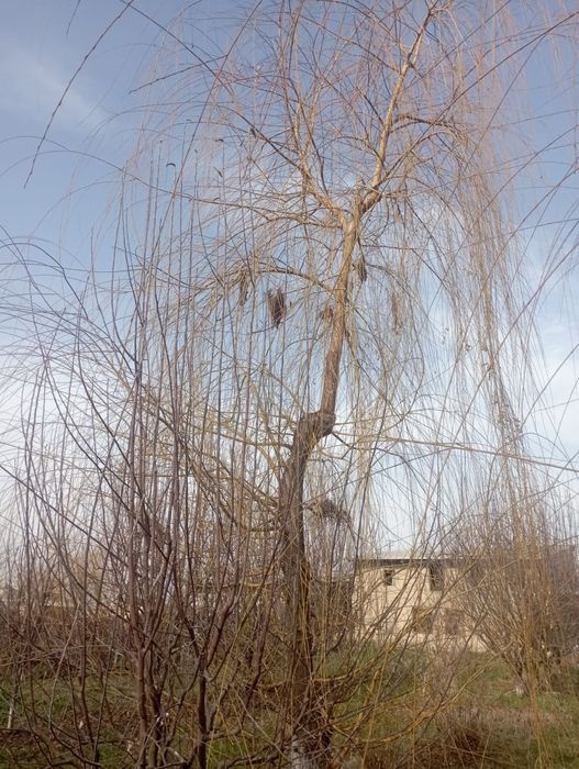 Majnuntol. Koʻchat kerek odam bosa bervrman