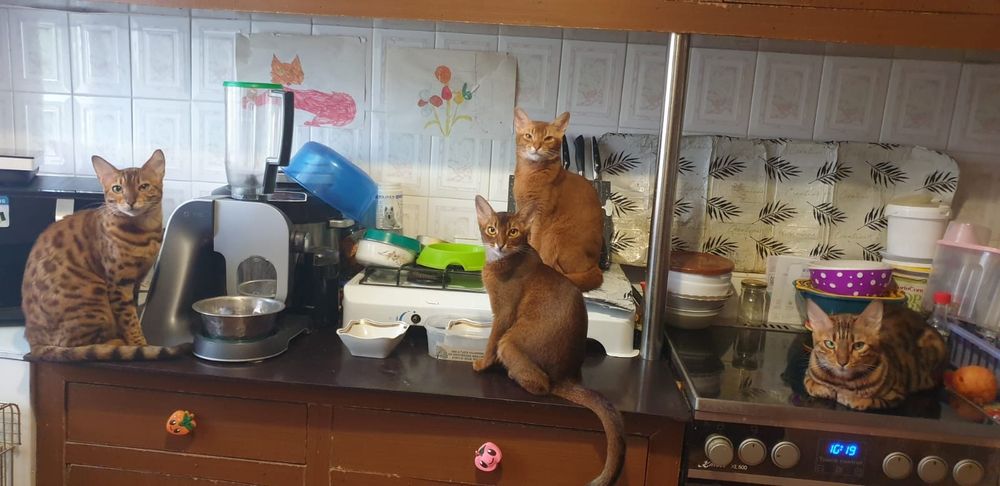 Продам котят Абиссинец