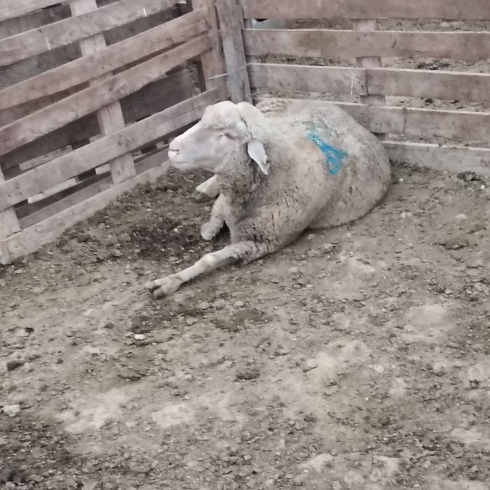 Vând oi și capre