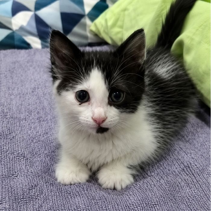 кошка гиперактивный