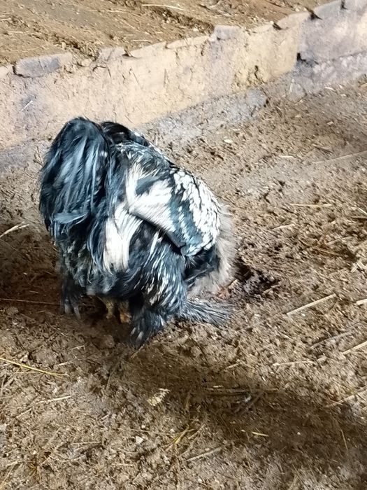 Брама әтеш сатылады