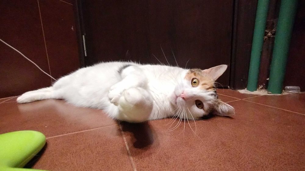 Осинови коте Пуканка