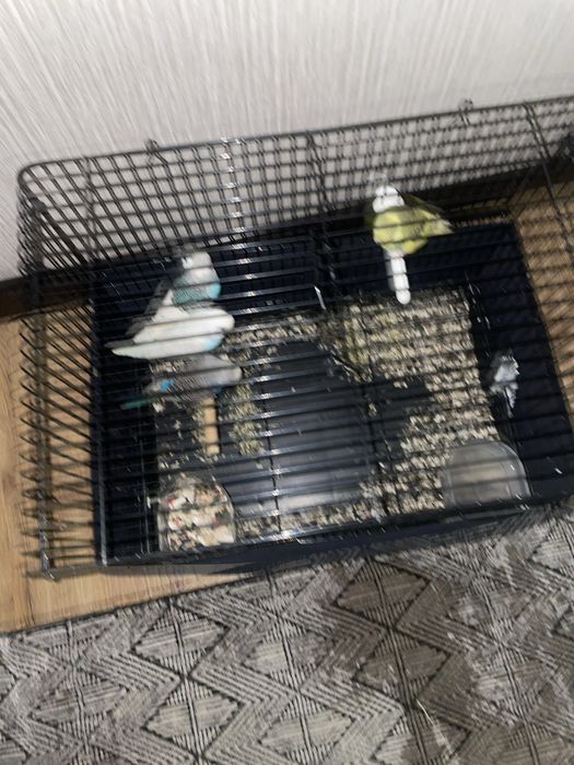 valnisti maladoy 4 ta