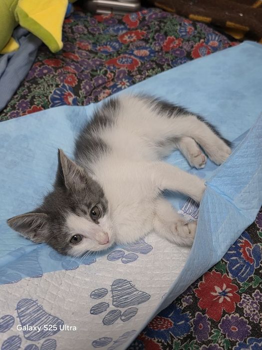 Отдам котёнка мальчика