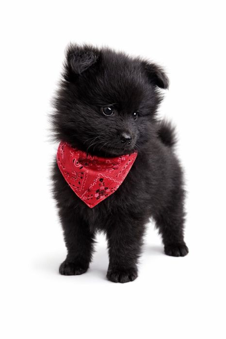 Малки сладки бебета померани