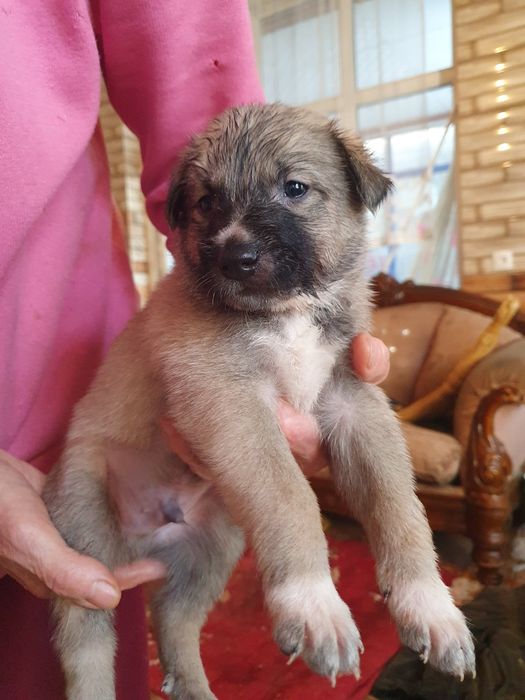 Щенки в добрые руки