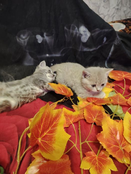 Британские малыши