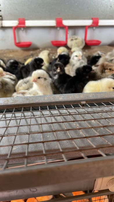 Продам цыплят утят гусей