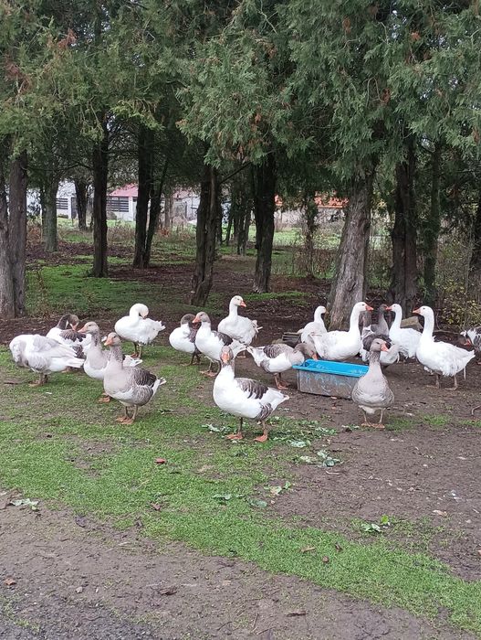 Селски местни гъски