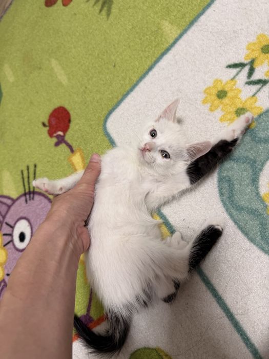 Отдам котенка мальчики