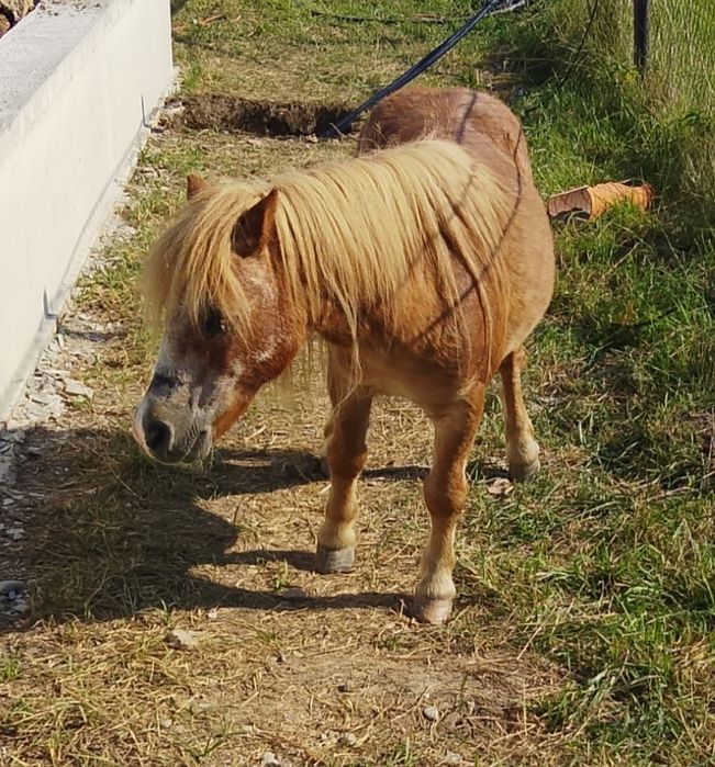 Ponei foarte blând