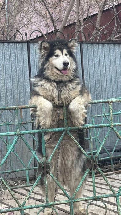 Отдам бесплатно в хорошие руки