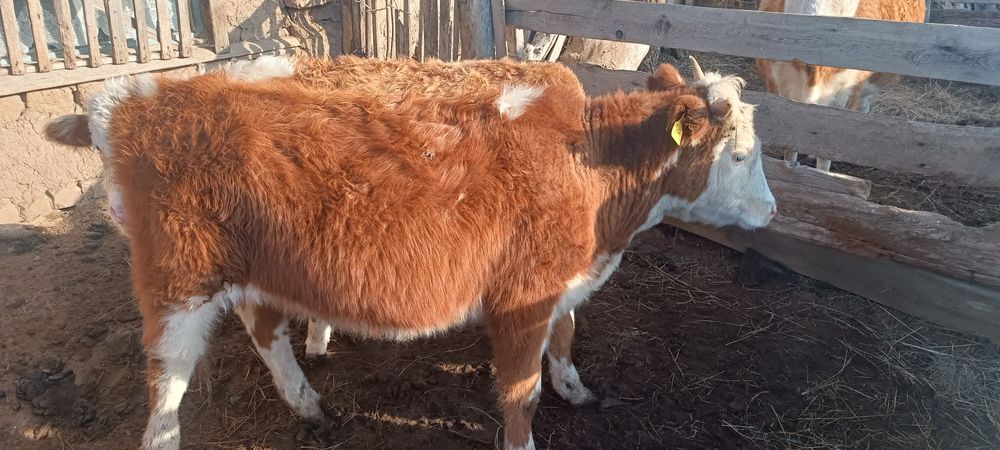 Тайөгіз сатылады.