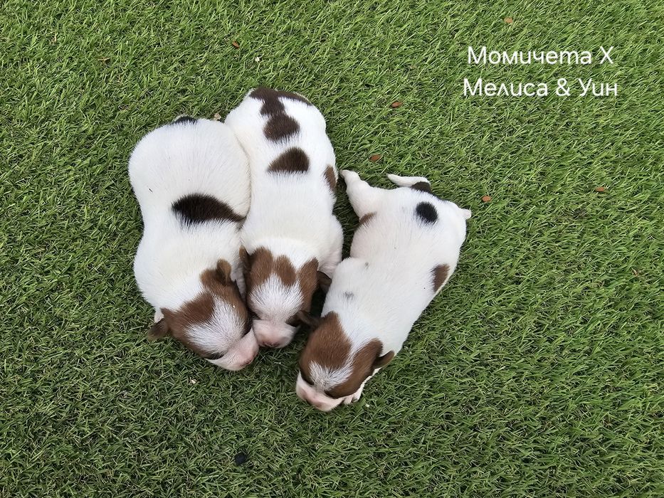 Джак Ръсел, родословие