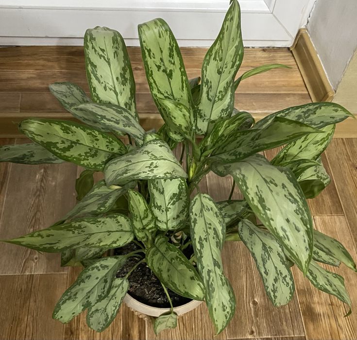 Цветы  комнатные