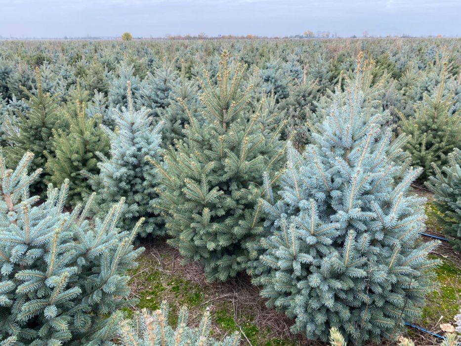 Живи елхи,сребрист смърч,кедър,бор.