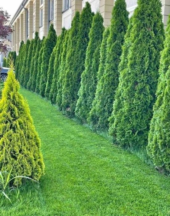 Gazon rulouri sisteme de Irigare calitate extra
