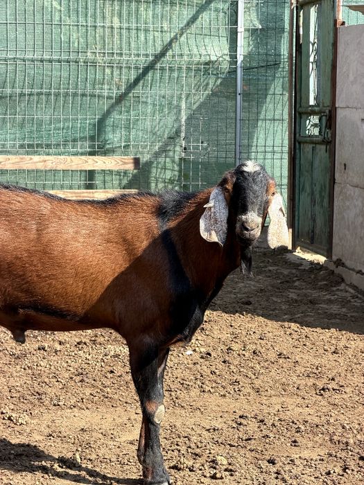 Vând țap Anglo Nubian cu pedigree