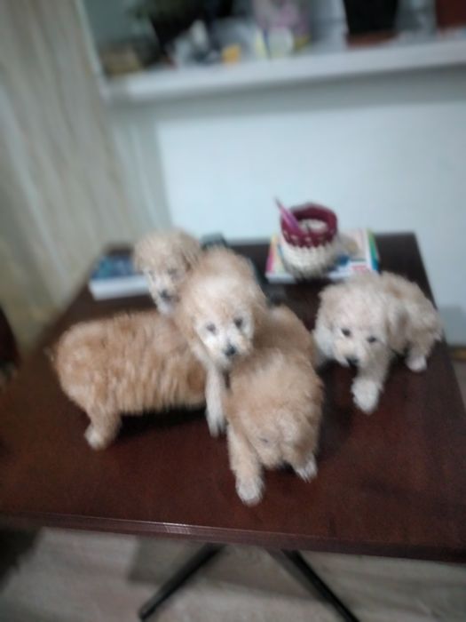 Щенки карликового пуделя