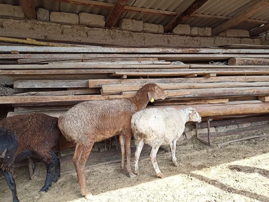 Қой сатылады саулық тусақтар