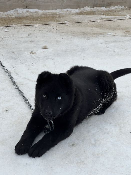 Сибирская Лайка