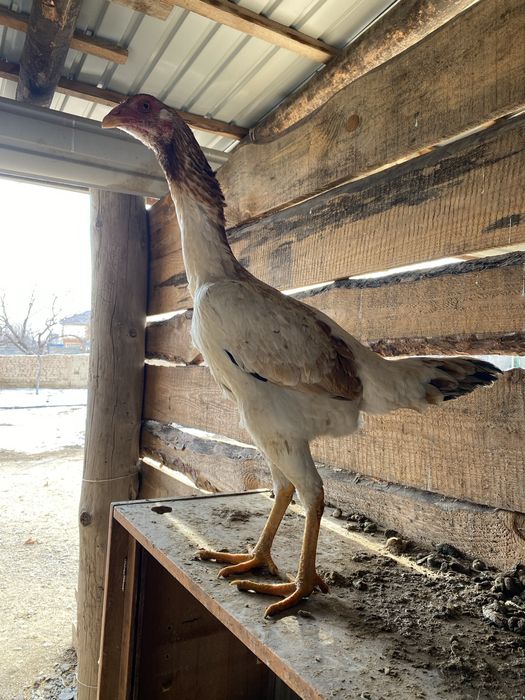 Дакан бойцовый мекен