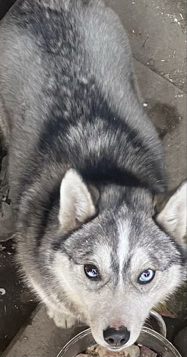 Продам Сибирский Хаски