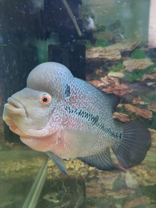 Фловер хорн продам нерестящююся пару