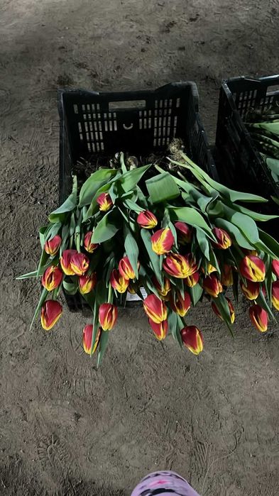 Тюльпаны за 700 тг
