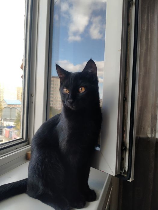 Котята . возраст  4,5 мес.