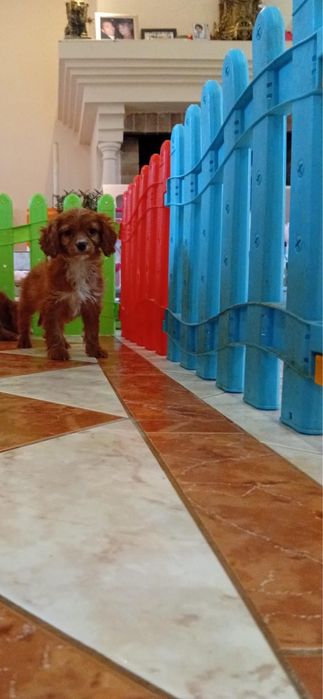 Fetită  Cavapoo