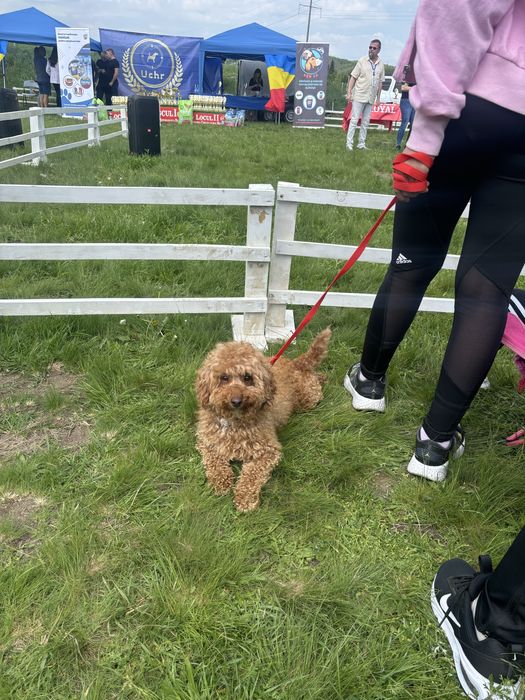 Baietel pudel caniche