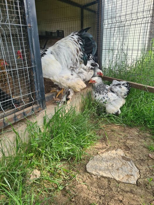Oua brahma herminat deschis și bobat