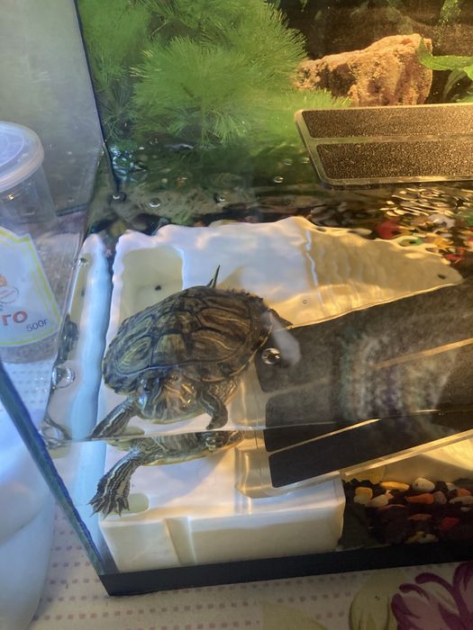 Продам 2 красноухие черепахи