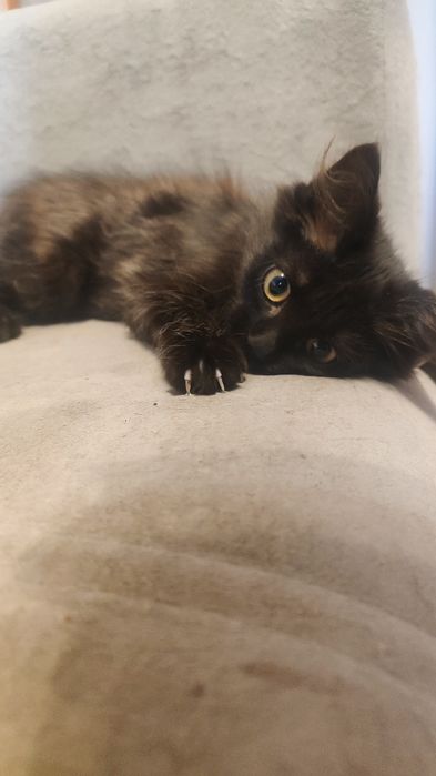 Отдам котёнка, девочка