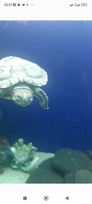 Qizilquloq toshbaqasi