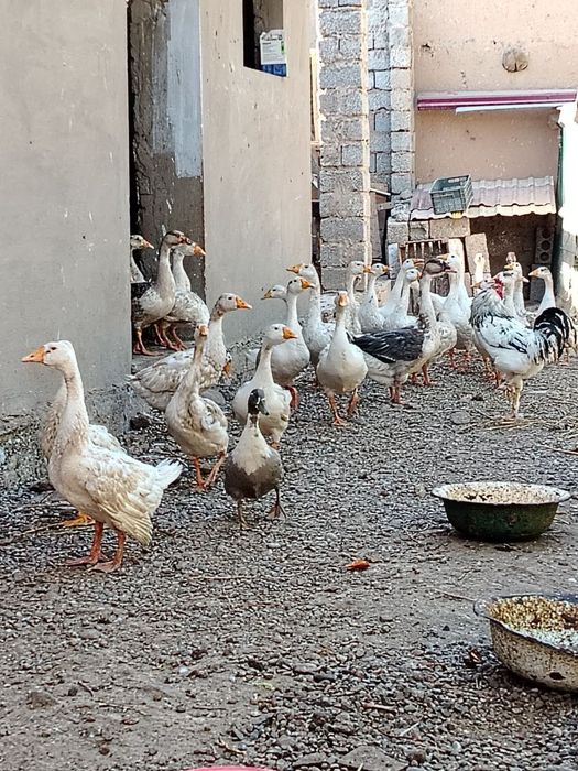 Гозлар сотилади оптом ва донага