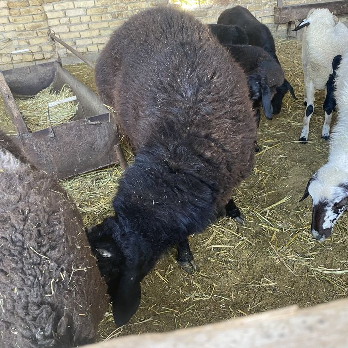 Xisori qochqor 2 yoshar