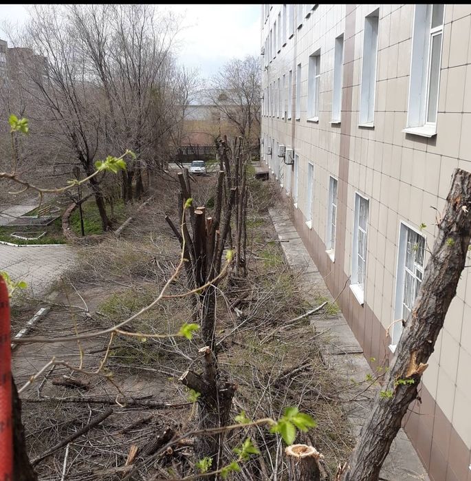 Спил подрезка аварийных деревьев.