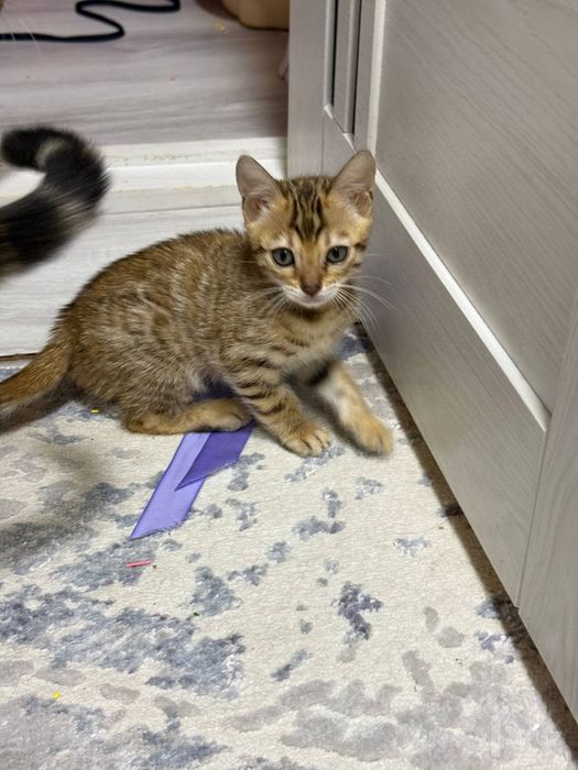 Котята продаются бенгальской породы
