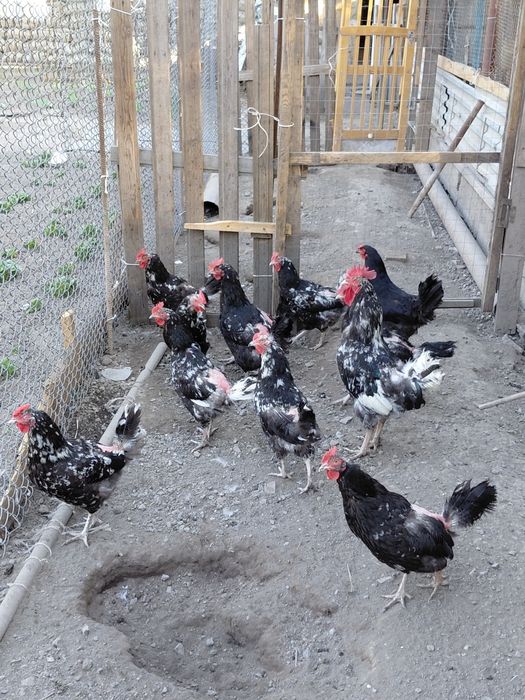 Срочно продам оптом породистые куры
